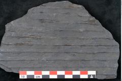 Foto (Detailansicht) von Syringodendron cyclostigma Brongniart (NHMW-GEO-2024-0188-11107)